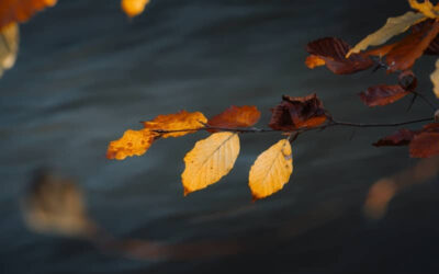 Why I’m Thankful for the Quiet Months