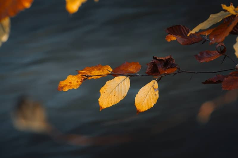 Why I’m Thankful for the Quiet Months